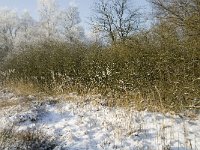 NL, Noord-Brabant, Cranendonck, Soerendonks Goor 30, Saxifraga-Marijke Verhagen