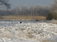 NL, Noord-Brabant, Cranendonck, Soerendonks Goor 33, Saxifraga-Marijke Verhagen