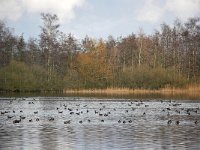 NL, Noord-Brabant, Cranendonck, Soerendonks Goor 7, Saxifraga-Tom Heijnen