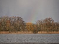 NL, Noord-Brabant, Cranendonck, Soerendonks Goor 9, Saxifraga-Tom Heijnen