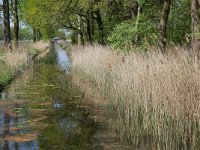 NL, Noord-Brabant, Cranendonck, Sterkselsch Kanaal in Landgoed De Pan 4, Saxifraga-Tom Heijnen