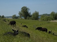 NL, Noord-Brabant, Drimmelen, Amer 13, Saxifraga-Marijke Verhagen