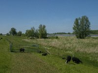 NL, Noord-Brabant, Drimmelen, Amer 15, Saxifraga-Jan van der Straaten