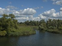 NL, Noord-Brabant, Drimmelen, Biezengors beoosten Honderd en Dertig 1, Saxifraga-Jan van der Straaten