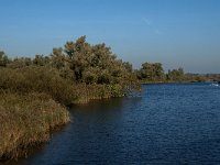 NL, Noord-Brabant, Drimmelen, Biezengors beoosten Honderd en Dertig 6, Saxifraga-Jan van der Straaten