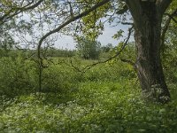 NL, Noord-Brabant, Drimmelen, De Dood 15, Saxifraga-Jan van der Straaten