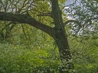 NL, Noord-Brabant, Drimmelen, De Dood 17, Saxifraga-Jan van der Straaten