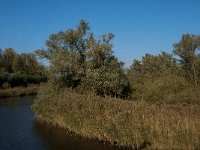 NL, Noord-Brabant, Drimmelen, Doktershoek 6, Saxifraga-Jan van der Straaten