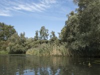 NL, Noord-Brabant, Drimmelen, Gat van de Buisjes 11, Saxifraga-Willem van Kruijsbergen