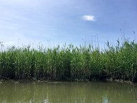 NL, Noord-Brabant, Drimmelen, Gat van de Buisjes 5, Saxifraga-Bart Vastenhouw