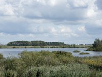 NL, Noord-Brabant, Drimmelen, Gat van de Noorderklip, Hout 4, Saxifraga-Willem van Kruijsbergen