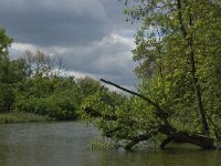 NL, Noord-Brabant, Drimmelen, Gat van de Plomp 7, Saxifraga-Jan van der Straaten