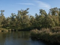 NL, Noord-Brabant, Drimmelen, Gat van de Slek 50, Saxifraga-Jan van der Straaten