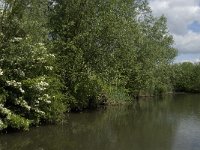 NL, Noord-Brabant, Drimmelen, Gat van de Vloeien 13, Saxifraga-Jan van der Straaten