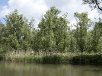 NL, Noord-Brabant, Drimmelen, Gat van de Vloeien 31, Saxifraga-Willem van Kruijsbergen