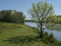 NL, Noord-Brabant, Drimmelen, Gat van den Ham 2, Saxifraga-Jan van der Straaten