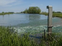 NL, Noord-Brabant, Drimmelen, Gat van den Ham 7, Saxifraga-Jan van der Straaten