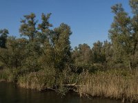 NL, Noord-Brabant, Drimmelen, Groene Plaat benoorden Honderd en Dertig 5, Saxifraga-Jan van der Straaten