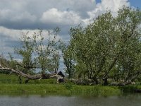 NL, Noord-Brabant, Drimmelen, Keesjes Jan Killeke 14, Saxifraga-Jan van der Straaten