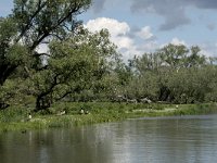 NL, Noord-Brabant, Drimmelen, Keesjes Jan Killeke 28, Saxifraga-Willem van Kruijsbergen