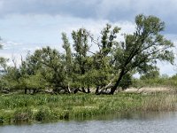 NL, Noord-Brabant, Drimmelen, Keesjes Jan Killeke 36, Saxifraga-Willem van Kruijsbergen