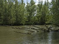 NL, Noord-Brabant, Drimmelen, Keesjes Jan Killeke 6, Saxifraga-Jan van der Straaten