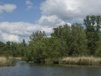 NL, Noord-Brabant, Drimmelen, Keizersdijk 1, habitat Haliaeetus albicilla, Saxifraga-Jan van der Straaten