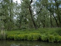 NL, Noord-Brabant, Drimmelen, Keizersdijk 14, Saxifraga-Willem van Kruijsbergen