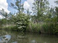 NL, Noord-Brabant, Drimmelen, Keizersdijk 6, Saxifraga-Willem van Kruijsbergen