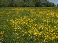 NL, Noord-Brabant, Drimmelen, Kuijpershoek 1, Saxifraga-Jan van der Straaten