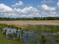 NL, Noord-Brabant, Drimmelen, Noorderplaat 46, Saxifraga-Willem van Kruijsbergen