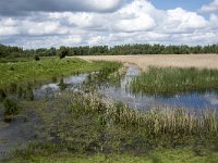 NL, Noord-Brabant, Drimmelen, Noorderplaat 47, Saxifraga-Willem van Kruijsbergen