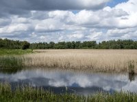 NL, Noord-Brabant, Drimmelen, Noorderplaat 48, Saxifraga-Willem van Kruijsbergen