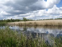 NL, Noord-Brabant, Drimmelen, Noorderplaat 53, Saxifraga-Willem van Kruijsbergen