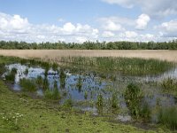 NL, Noord-Brabant, Drimmelen, Noorderplaat 54, Saxifraga-Willem van Kruijsbergen