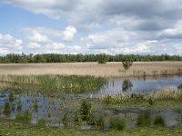 NL, Noord-Brabant, Drimmelen, Noorderplaat 58, Saxifraga-Willem van Kruijsbergen