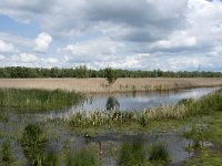 NL, Noord-Brabant, Drimmelen, Noorderplaat 59, Saxifraga-Willem van Kruijsbergen