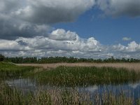 NL, Noord-Brabant, Drimmelen, Noorderplaat 9, Saxifraga-Jan van der Straaten