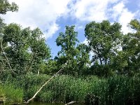 NL, Noord-Brabant, Drimmelen, Petrussloot 2, Saxifraga-Bart Vastenhouw