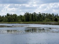 NL, Noord-Brabant, Drimmelen, Polder Lange Plaat 23, Saxifraga-Willem van Kruijsbergen