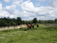 NL, Noord-Brabant, Drimmelen, Polder Lange Plaat 28, Saxifraga-Willem van Kruijsbergen