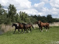 NL, Noord-Brabant, Drimmelen, Polder Lange Plaat 29, Saxifraga-Willem van Kruijsbergen