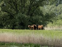 NL, Noord-Brabant, Drimmelen, Polder Lange Plaat 33, Saxifraga-Willem van Kruijsbergen