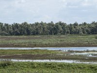 NL, Noord-Brabant, Drimmelen, Polder Lange Plaat 41, Saxifraga-Willem van Kruijsbergen