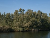 NL, Noord-Brabant, Drimmelen, Polder Moordplaat 1, Saxifraga-Jan van der Straaten