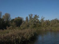 NL, Noord-Brabant, Drimmelen, Rupsenhoek 8, Saxifraga-Jan van der Straaten