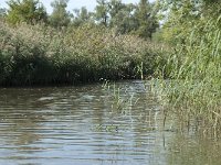 NL, Noord-Brabant, Drimmelen, Sloot Beneden Petrus 14, Saxifraga-Annemiek Bouwman