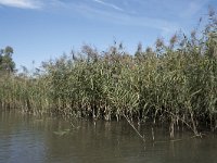 NL, Noord-Brabant, Drimmelen, Sloot Beneden Petrus 5, Saxifraga-Willem van Kruijsbergen