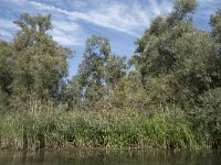 NL, Noord-Brabant, Drimmelen, Sloot Beneden Petrus 9, Saxifraga-Willem van Kruijsbergen