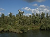 NL, Noord-Brabant, Drimmelen, Steurgat 3, Saxifraga-Jan van der Straaten